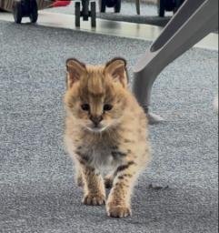 Cheetoh