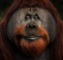 Orangutan