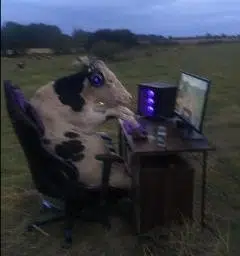 cow