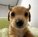 BULLY