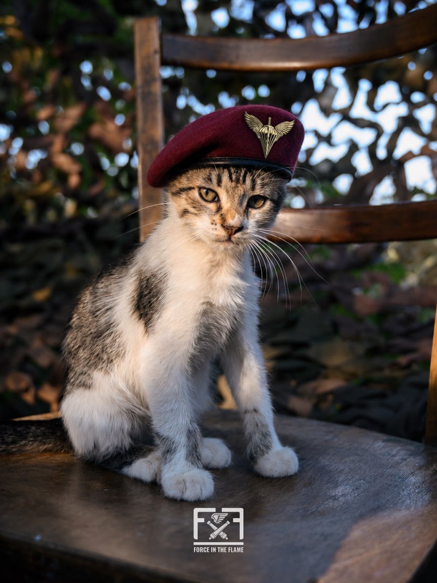 Pawtrooper