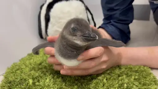 DANGO