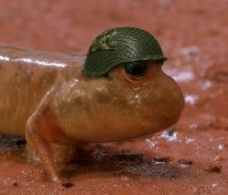 Trenchfoot