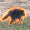 Jimothy