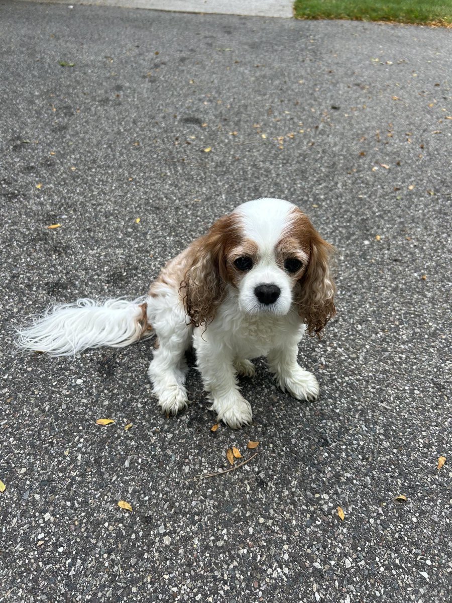 Peanut