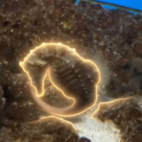 SEAHORSE