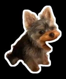 CHOMP