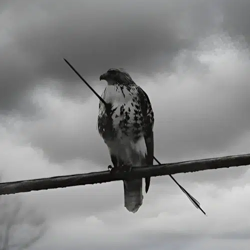 Defeat