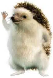 edgehog