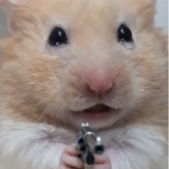 hammy