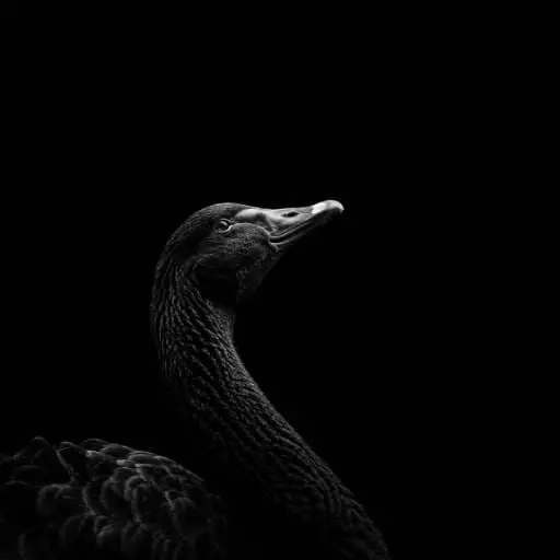 BLACKSWAN