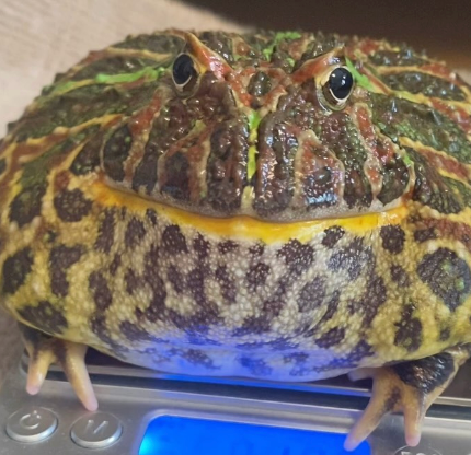 bumo