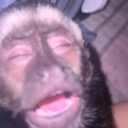 blindape