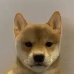 $INU token logo