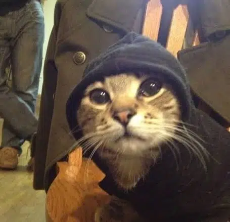 COOLCAT
