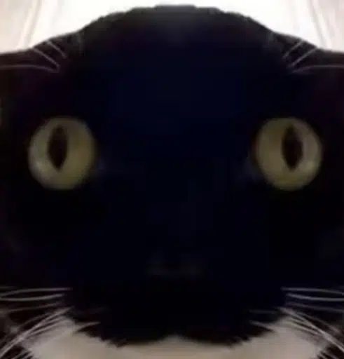 FOMOCAT