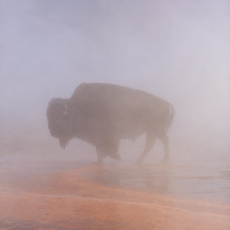 Bison