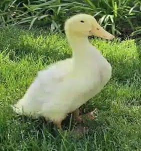 LOUIE — The Miracle Duck Solana token traded by KOLs
