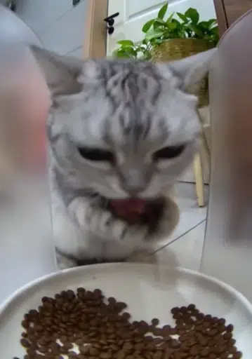 ODDCAT