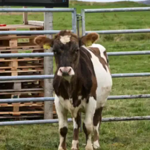 VALVA — VALVA THE COW Solana token traded by KOLs