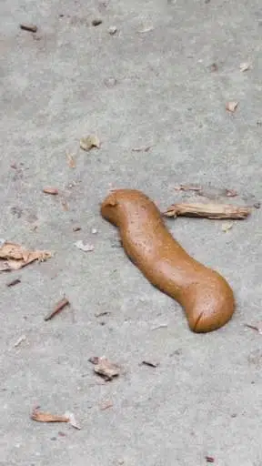 shit