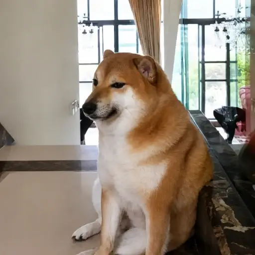 金豆子