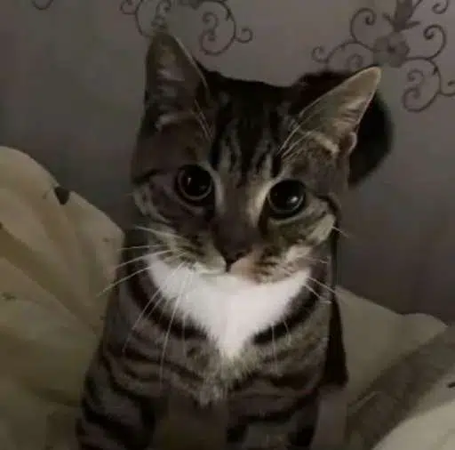NEKOMATA