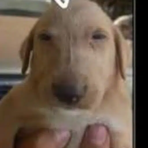 JOSÉ