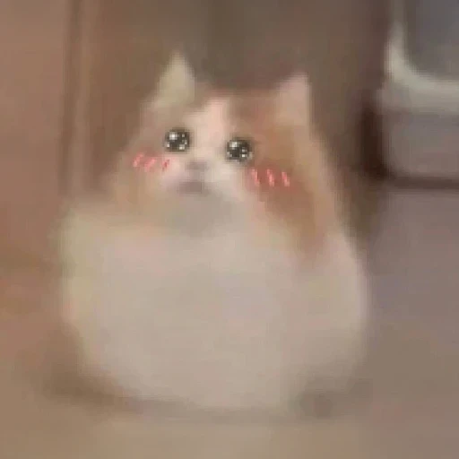 neko