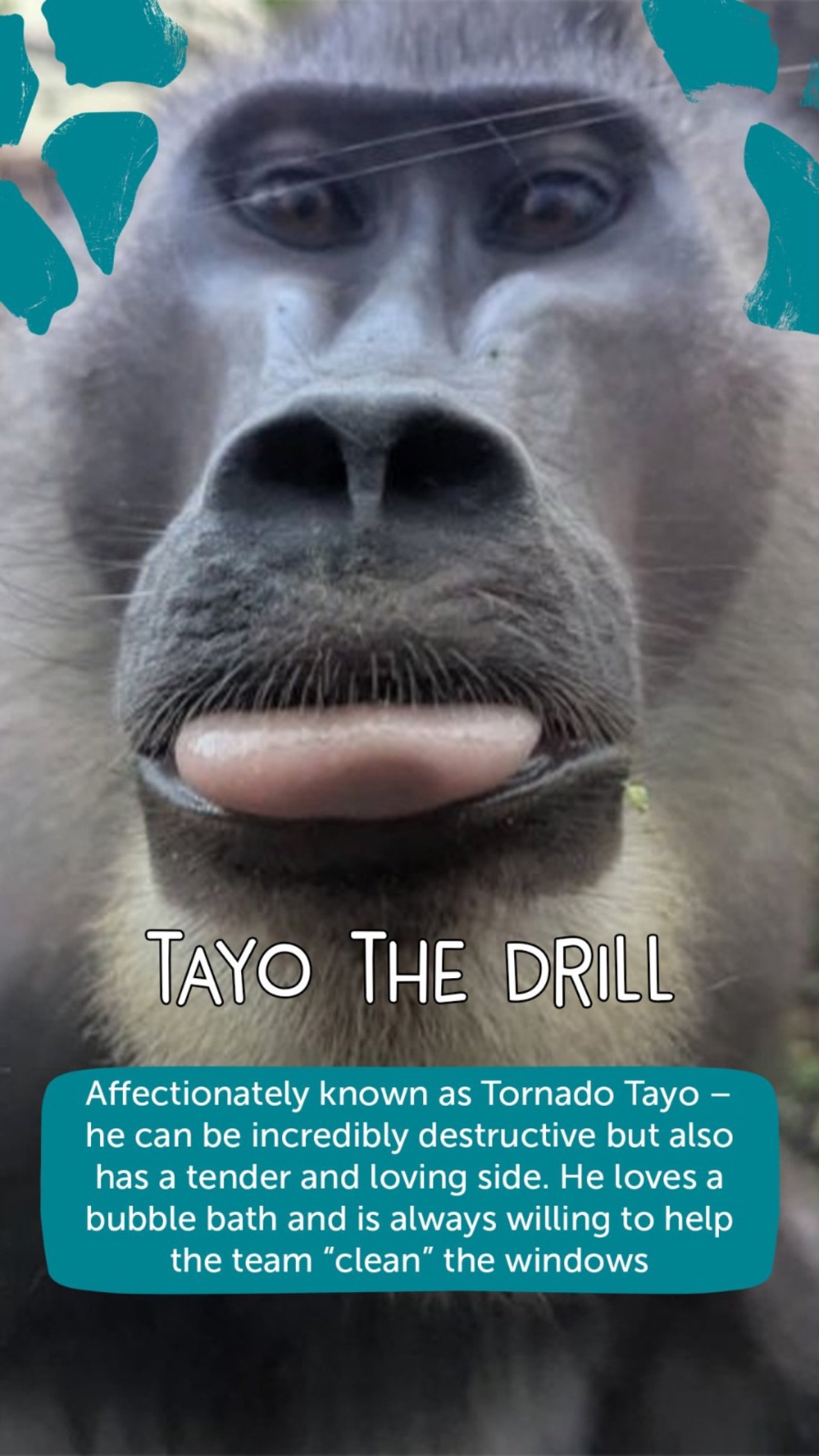 TAYO