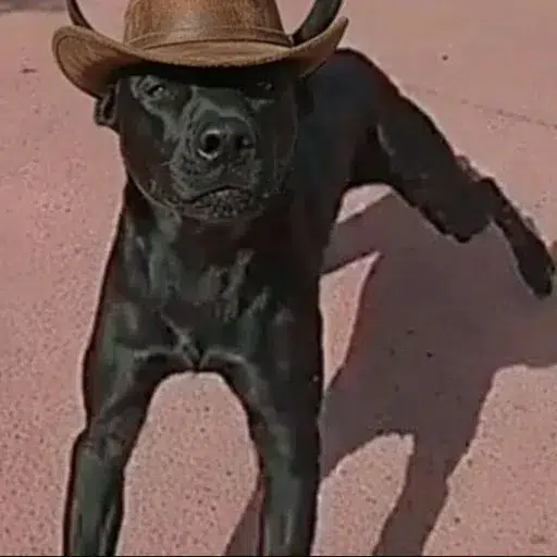Ammo