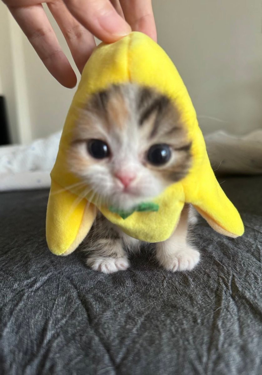 BCAT