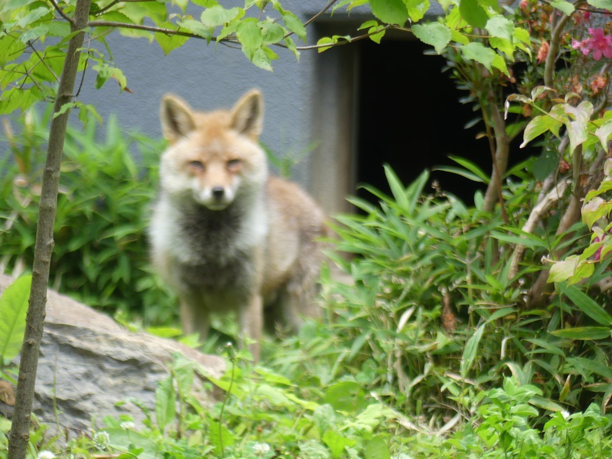 HIDEKI