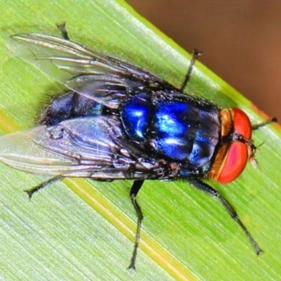 Screwworm