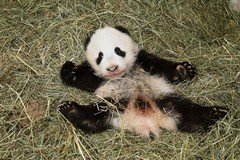 FUBAO