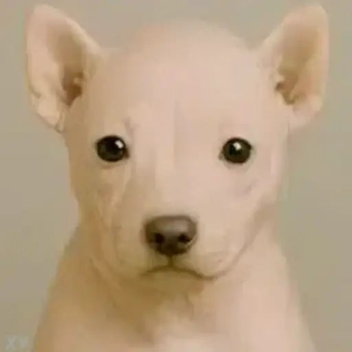 RAWDOG