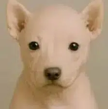 Rawdog