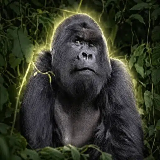Gorilla