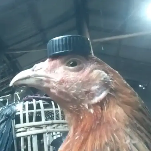Ayam