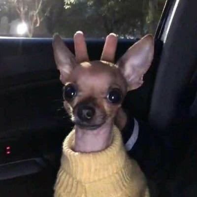 Mdogever