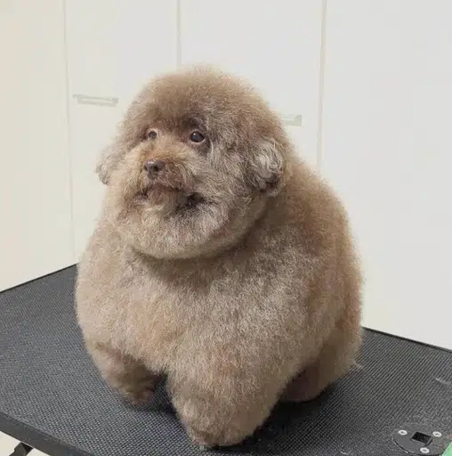 SCOOBERT
