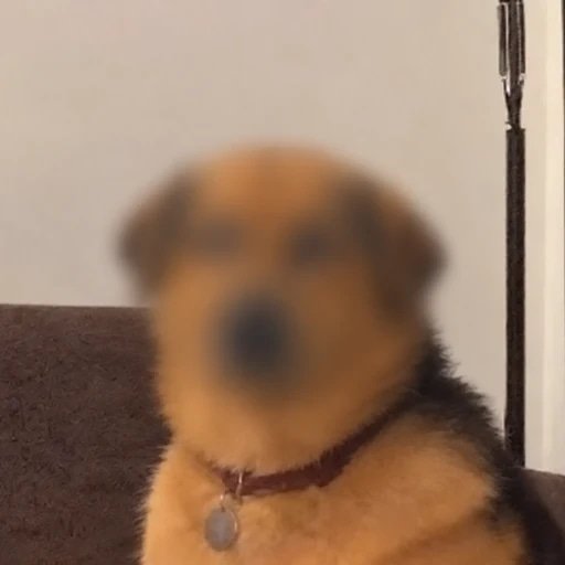 ZDOG logo