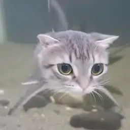 Catfish