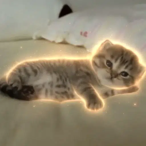CHILLCAT