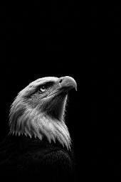 ЕAGLE