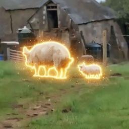 PIGS