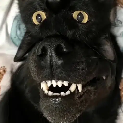 dogcat