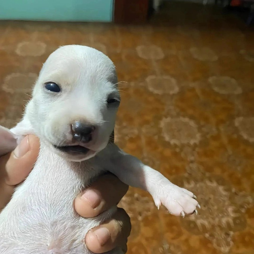 Perro — worst-performing token in Brox's Solana wallet (7-day PnL)