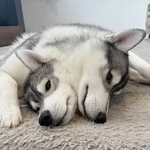 Cerberus