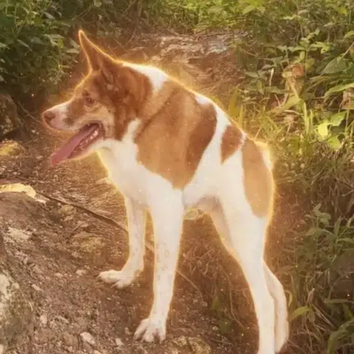Bailey